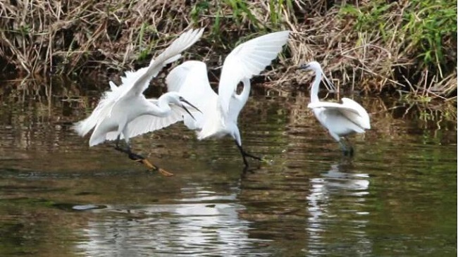 白鷺翩躚、百花爭艷，龍華區，龍華政府在線，龍華區政府在線