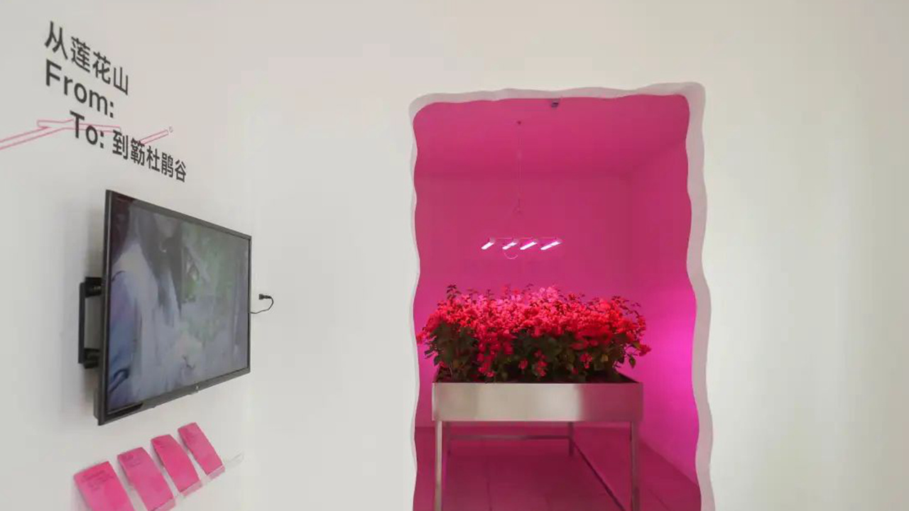 《我們的市花》“Our City Flower” by GROUNDED_副本.jpg