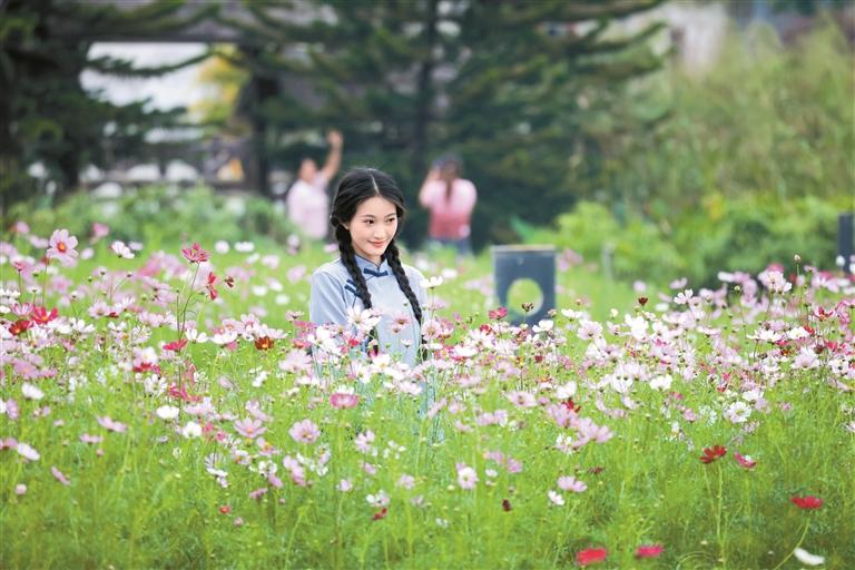 這個秋天，在龍華邂逅一片格桑花海